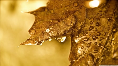 Dripping golden leaf - abstract, raindrops, photography, drops, HD, dewdrops, leaves, fall, nature, dew, autumn, rain, macro, leaf, wallpaper