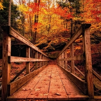 Autumn Forest Landscape