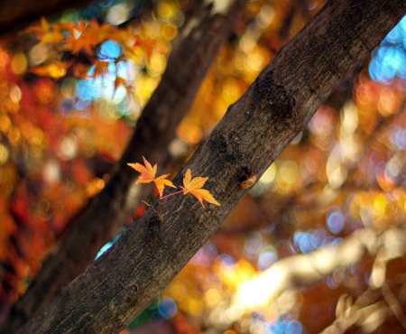 Leaves - nature, autumn colors, woods, forest, branch, tree, autumn leaves