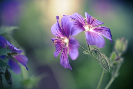 Wallpaper - beauty, soft, photography, delicate, flowering, wallpaper, simple, nature, abstract, purple, pink, green, flowers