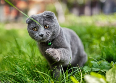 Gray cat - cat, animals, pet, cute, grass