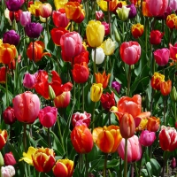 Tiptoe through the Tulips with me...