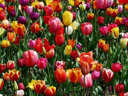 Tiptoe through the Tulips with me... - nature, tulips, colour, flowers