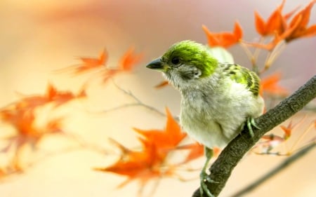 BIRDIE in AUTUMN - bird, branch, nature, autumn, leaves