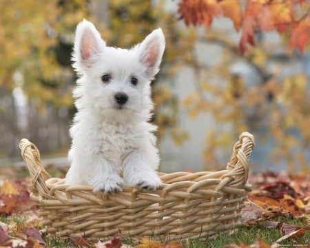 Sweet puppy - puppy, animal, nature, autumn