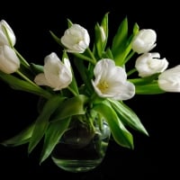 White Tulips (for dear Adi)