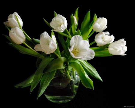 White Tulips (for dear Adi) - white, nature, tulips, flower