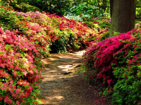 Park alley - nice, azaleas, trees, colorful, park, path, lovely, bushes, nature, forest, beautiful, flowers, alleys, garden