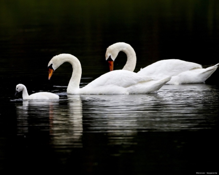 Swans - Animal, Water, Nature, Swan