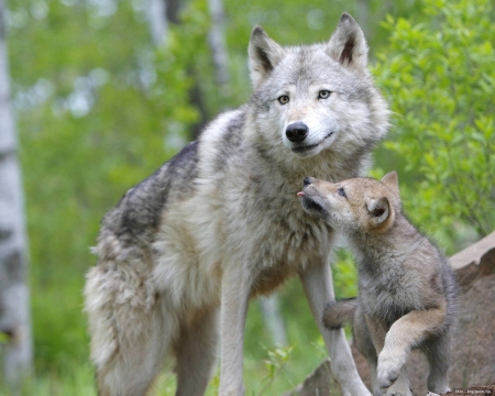 Mom and her puppy - animal, nature, wolf, puppy