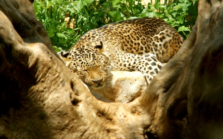 RESTING MOMENT - rest, tree, leopard, sleeps