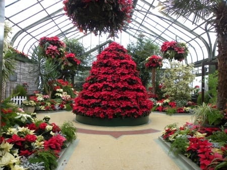 GREEN HOUSE CHRISTMAS - greenhouse, tree, christmas, red