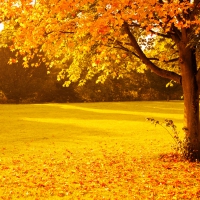 Yellow Autumn!