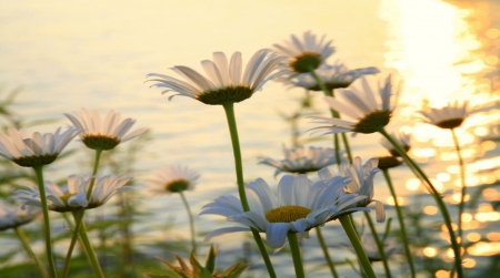 White Daisies - white, nature, yellow, petals, center, bunch, stem, daisies