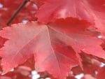 Red Leaves