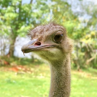 Ostrich Overjoyed