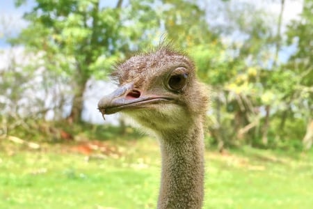 Ostrich Overjoyed - bird, ostrich, fowl, animal, nature