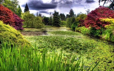 Waterlilly Pond - hdr, clouds, trees, park