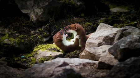 Weasers' fight - wildlife, wallpaper, cute, animals, mammals, fight, little predators, weaser, wild, predators, nature