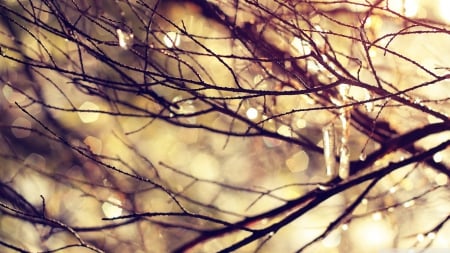 Leafless - abstract, branch, raindrops, photography, drops, HD, fall, nature, autumn, rain, macro, wallpaper