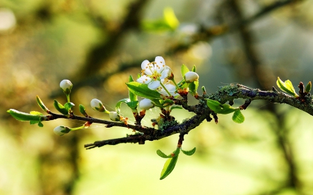 Flowers - nature, flowers, beautiful flowers, flower