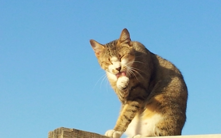 Cat - sleepy, cute, beautiful, cat, sleeping, kitty, cats, hat, cat face, paws, face, animals, pretty, beauty, sweet, kitten, lovely