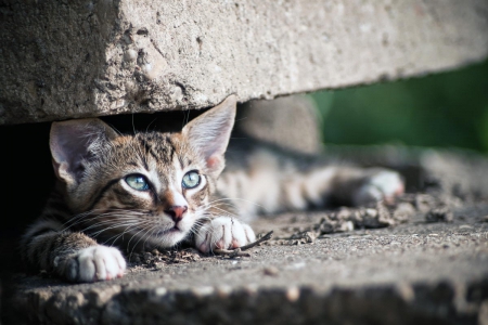 Cat - sleeping, beauty, cat face, hat, animals, sleepy, paws, face, pretty, cute, cat, kitty, lovely, kitten, cats, beautiful, sweet