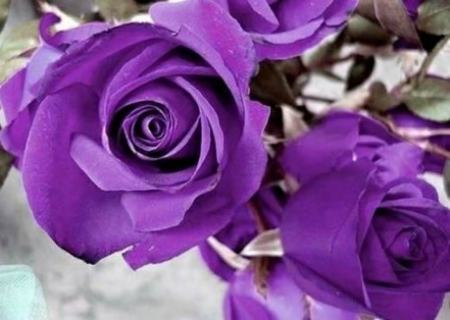 Purple Roses - roses, purple roses, flower, nature