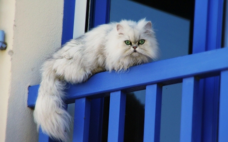 Blue-Eyed Cat - white, window, resting, balcony