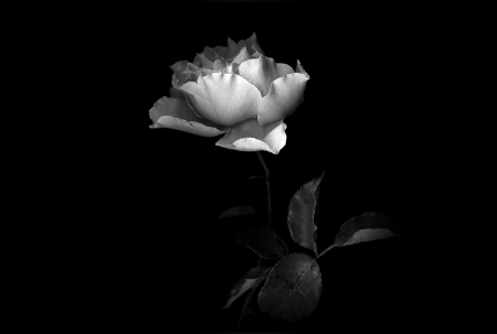 A Crying Rose - white, tears, cry, rose, flower