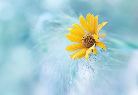 Flower - flowers, yellow, blue, flower