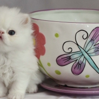 teacup & cute persian kitty