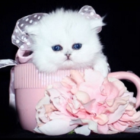 charming persian kitten in a teacup