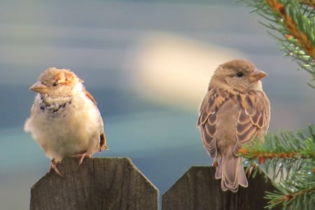 I Am Not Listening To You - birds, animal, fence, nature