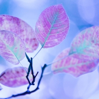 Pink leaves