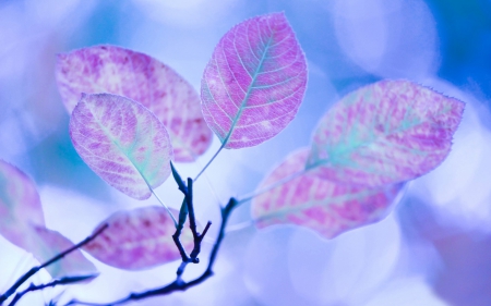 Pink leaves - pink, leaves, macro, blue, autumn