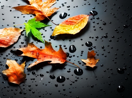 Autumn leaves - pretty, falling, water, beautiful, drops, wet, lovely, leaves, fall, colorful, nature, autumn, background, nice, foliage