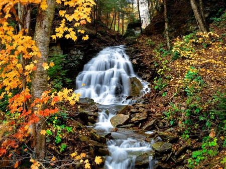 Forest water stream - calm, quiet, cascades, creek, stream, forest, leaves, nice, falling, branches, trees, water, beautiful, lovely, fall, nature, waterfall, autumn, serenity, foliage, silent