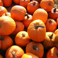 Pumpkins