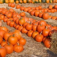 Pumpkins