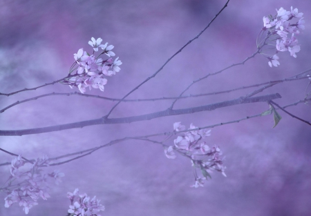 * - PURPLE, FLOWER, FLOWERS, BRANCH