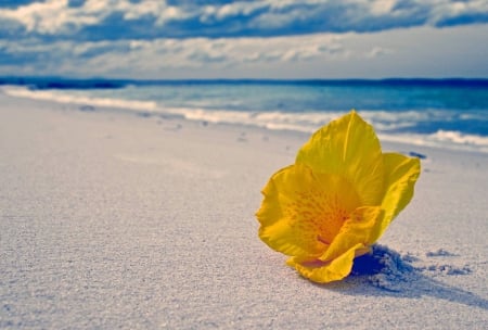 Tropical Nasturtium Flower on a White Sand Beach - beach, nasturtium, paradise, hawaii, white, polynesia, yellow, sand, ocean, islands, nasturtian, tropical, exotic, island, hawaiian, sea, flower