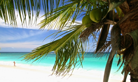 Beach in Fiji - beach, aqua, pacific, paradise, french, polynesia, lagoon, south, tree, sand, ocean, islands, tropical, palm, exotic, coconut, blue, island, fiji, sea