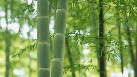 Bamboo - hd, green, japan, bamboo