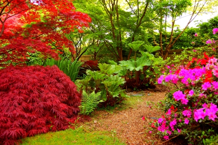 FLOWER GARDEN - nature, england, maple, maresfield, parks