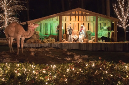 Christmas Holiday Manger - nature, holidays, mangers, christmas