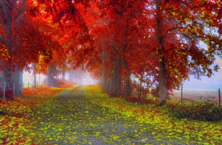 AUTUMN ALLEY - autumn, apth, forest, trees