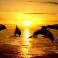 Sunset Dolphins!