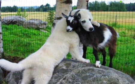 *** Sweet friendship *** - goat, animal, dogs, dog, animals