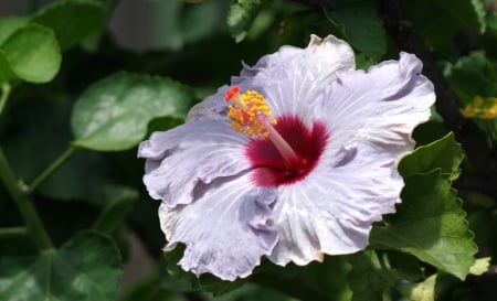 *** Hibiscus *** - flowers, flower, hibiscus, natur